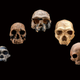 Image for article titled 400,000 year old teeth could rewrite the evolutionary history of our species